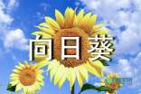 画像向日葵画像