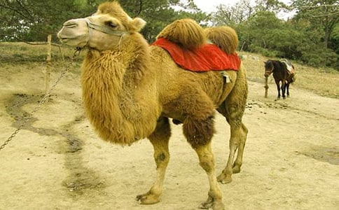 关于骆驼的谜语和谜底