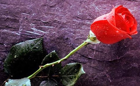 小鹿的玫瑰花教案